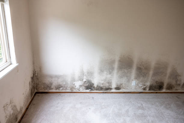 Best Indoor Air Quality Assessment  in Janesville, CA
