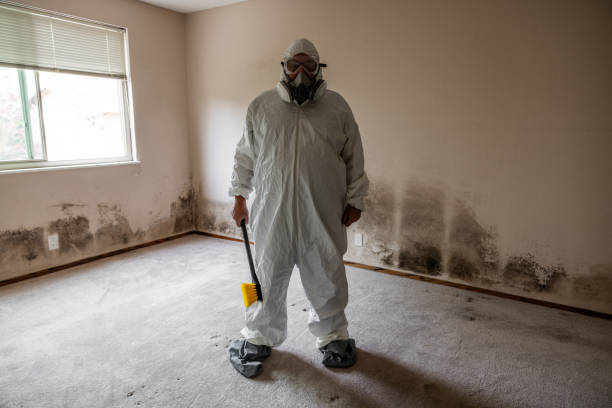 Trusted Janesville, CA Mold Removal Experts